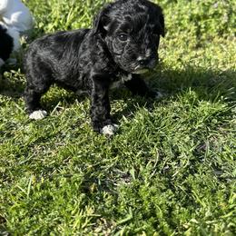 Socks - Black male Schnoodle puppy in Quitman, Texas from Wright Doodles