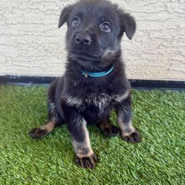 Teal - Bi-color female German Shepherd puppy in Buckeue, Arizona from Légende Vivante Du Chief Kennel