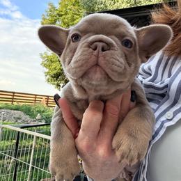Leo - Blue fawn male French Bulldog puppy in Klamath Falls, Oregon from S-D Frenchies