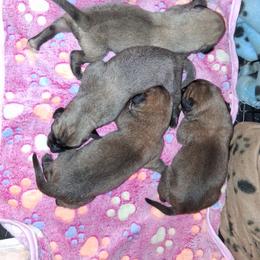 Apricot girl 1 - Apricot female Mastiff puppy in Uhrichsville, Ohio from Angela's Mastiffs