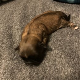 Shih Tzus from Michael’s Shih Tzus