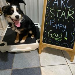 Miniature American Shepherd Puppies from Fuzzbottom Miniature American Shepherd