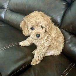 Boxer and Cavapoo Puppies from Acadian Kennels