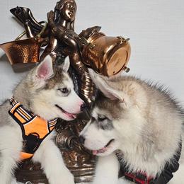 Siberian Husky Puppies from Springfield Huskies