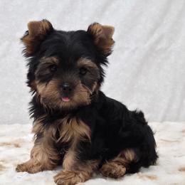 Dex - Blue and gold male Yorkshire Terrier puppy in Monticello, Iowa from Ashley’s Puppies