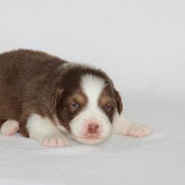 Boy 1 - male Australian Shepherd puppy in Circleville, Utah from Canyon Creek Aussies