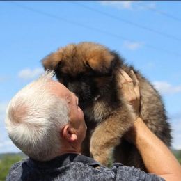 German Shepherd Puppies from vom Haus am Lerchenweg