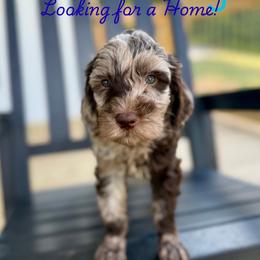 Blue Jay - Merle male Goldendoodle puppy in Cleveland, Tennessee from Liberty Creek Farms