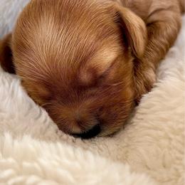 Henry the Lion Hearted - Boy red- - Red male Cavapoo puppy in Gilbert, Arizona from Arizona Toy Cavapoos – Health‐Tested & Home‐Raised