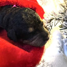 Stevie Nicks - Phantom female Bernedoodle puppy in Gilbert, Arizona from The Berne Barn... it’s a Doodle thing!