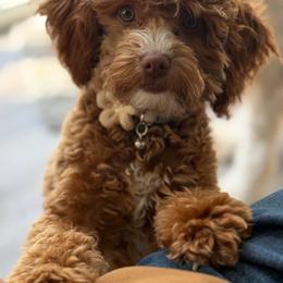 Marley - Goldendoodle