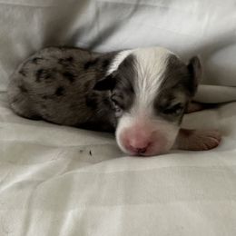 Australian Shepherd Puppies from William Vey