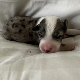 Australian Shepherd Puppies from William Vey