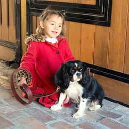 Georgiana - Cavalier King Charles Spaniel