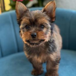 Juniper - Gold male Yorkshire Terrier puppy in Cape Coral, Florida from Katherine’s Yorkies and Poodles