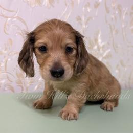 Snow White - Cream female Dachshund puppy in Jonesboro, Illinois from Twin Hills Dachshunds