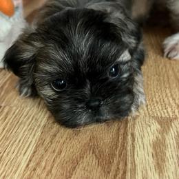 Boy 3 - Brindle male Shih Tzu puppy in Silver Spring, Maryland from Saraya’s Shih Tzus