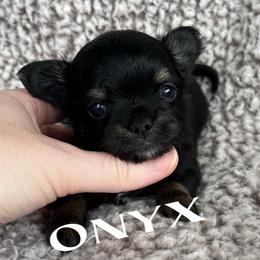 Onyx - Black and tan male Chihuahua puppy in Augusta, Georgia from Sophia Jade's Chi Brigade