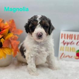 Magnolia - Grey and white female Bernedoodle puppy in Summerville, South Carolina from Channys Doodles