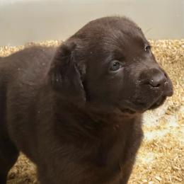Hanna - Chocolate female Labrador Retriever puppy in Silver Springs, New York from Humehill