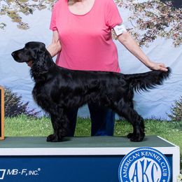 Cassie - Field Spaniel
