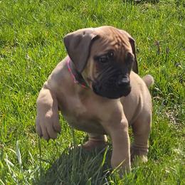 Pink blue - Brown Boerboel puppy in Naples, New York from Freedom Boerboels LLC