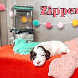 Zipper - Chocolate female Australian Labradoodle puppy in Decatur, Alabama from Southern Meadows Doodles