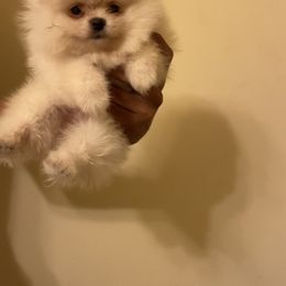 Pomeranian Puppies from Tammy Schell