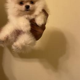 Pomeranian Puppies from Tammy Schell