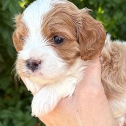 Flim - Blenheim male Cavapoo puppy in Tucson, Arizona from Adored Poodle & Doodles