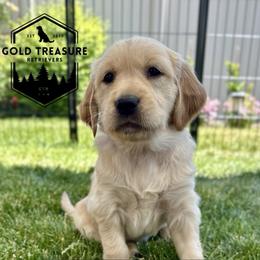 Girl 3 - Golden female Golden Retriever puppy in Star, Idaho from Gold Treasure Retrievers