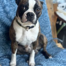 Cooper - Boston Terrier