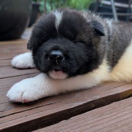 Boy 1 - Black male Akita puppy in South Carolina from Sierra Mountain Akitas