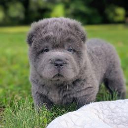 Cymbalta - Blue male Chinese Shar-Pei puppy in Clarksville, Tennessee from Wrinkle Bum Shar-Pei