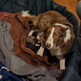 Border Collie puppies from Platts Hill Border Collies