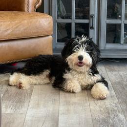 Charlie - Bernedoodle