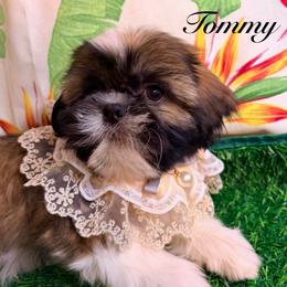 Tommy - Gold and white male Shih Tzu puppy in Hemet, California from Aloha Shih Tzu