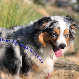 Miniature Australian Shepherds, Shih Tzus, and Toy Australian Shepherds from River Springs Aussies