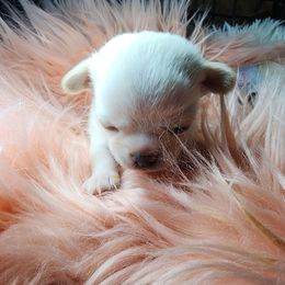 Jr - Gold male Chihuahua puppy in Tremonten, Utah from Qu-Te's Chihuahuas