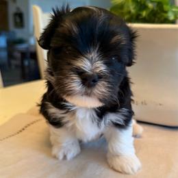 Vincent - Black and white male Havanese puppy in Apopka, Florida from Dunhill Havanese