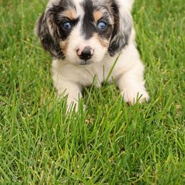 Nova - Piebald female Dachshund puppy in Richfield, Utah from R&S Farms