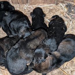 Red - Black male German Shepherd puppy in Luna, New Mexico from Von De León German Shepherds