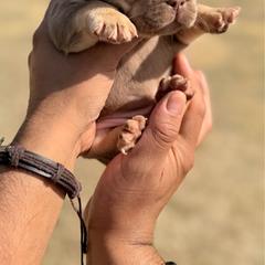 Dolly - Tricolors female French Bulldog puppy in Sherman, Texas from Horror Line Frenchies