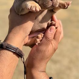 Dolly - Tricolors female French Bulldog puppy in Sherman, Texas from Horror Line Frenchies