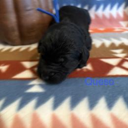 Queso - Black male Schnoodle puppy in Pleasanton, Texas from Gooch Canines (Giant Schnoodles)