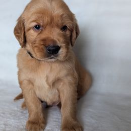 Black Collar Boy - Dark golden male Golden Retriever puppy in Utah from Deseret Peak Goldens