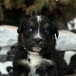 Australian Shepherd Puppies from Ace-High Australian Shepherds