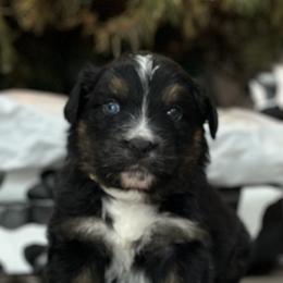 Australian Shepherd Puppies from Ace-High Australian Shepherds