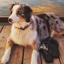 Lora - Australian Shepherd