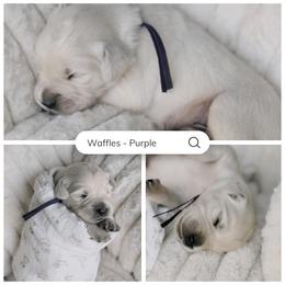 Waffles - purple collar - Light golden male Golden Retriever puppy in Noblesville, Indiana from Ivory & Pine Goldens